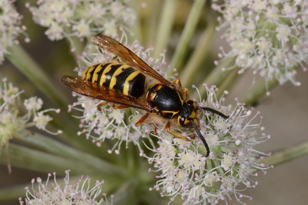 Dolichovespula media (Vespidae)